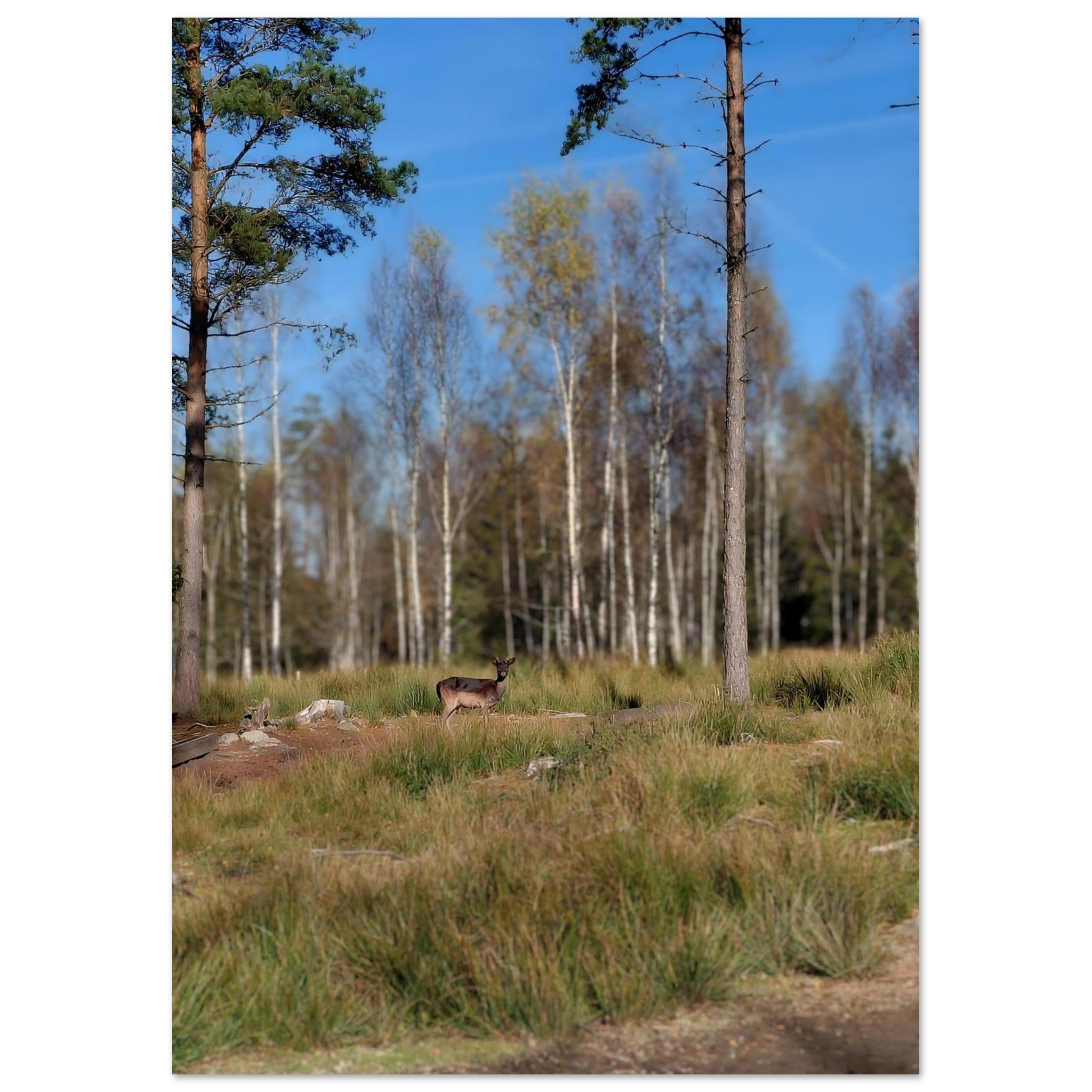 4cf8aba3-532b-40a0-ae33-d27114ab2b1f