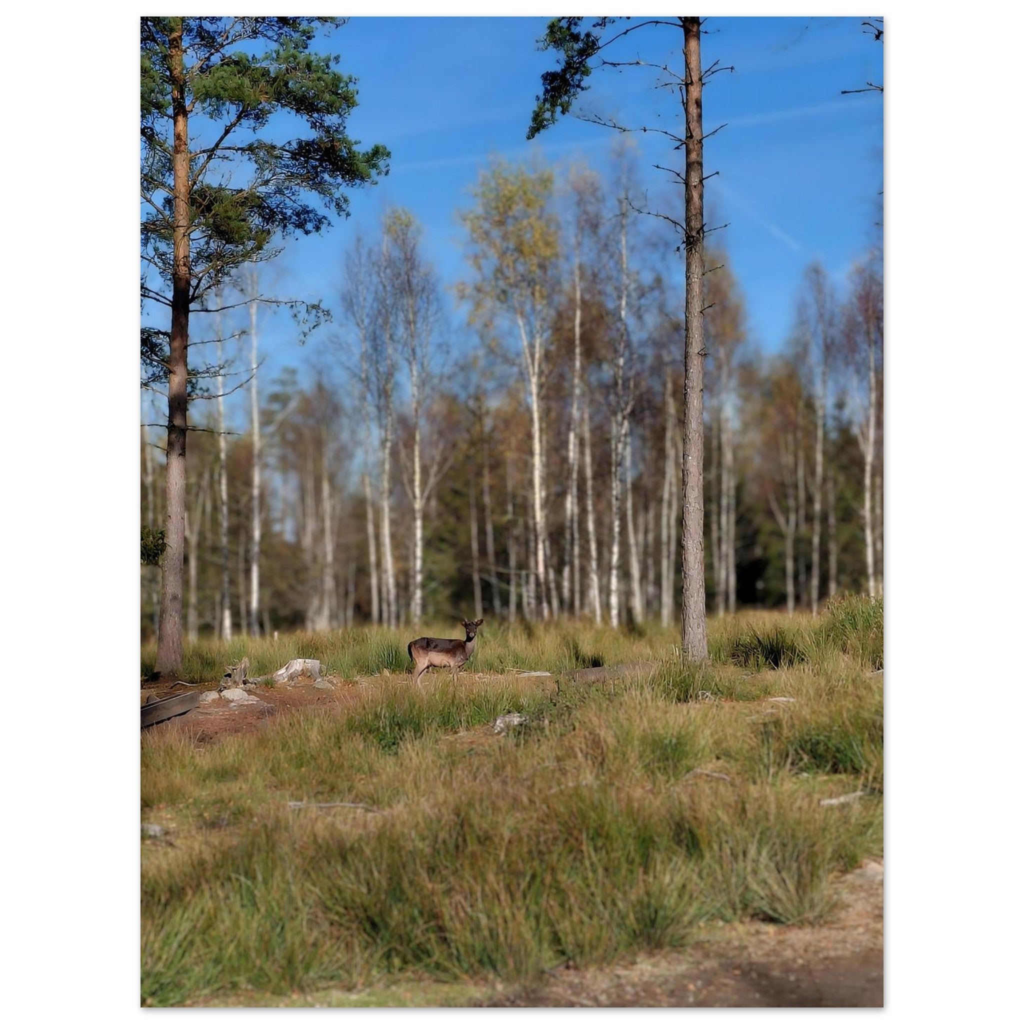 974f4e0c-009f-471c-be73-9950530235bd