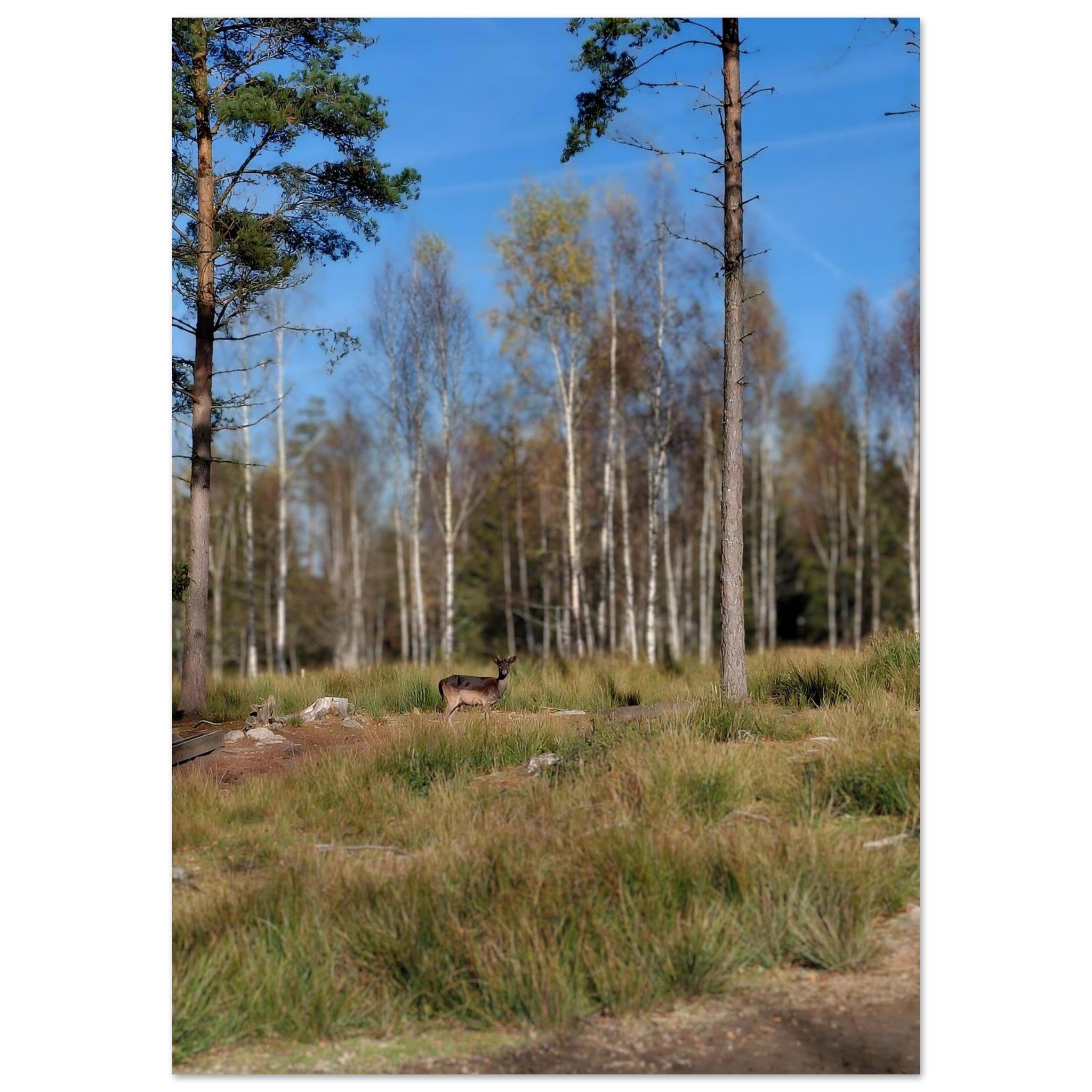 9ba33744-1e08-4cdf-b15a-d69605257534